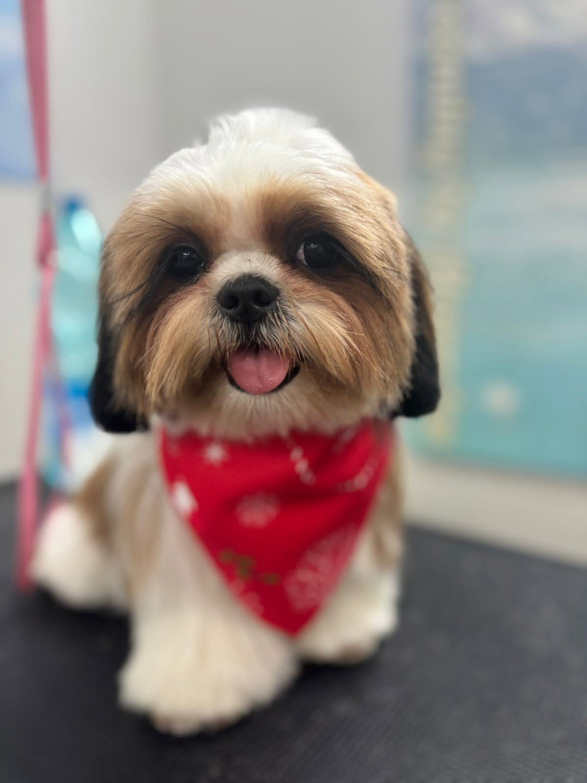 Shih Tzu with a red bandana after a full groom