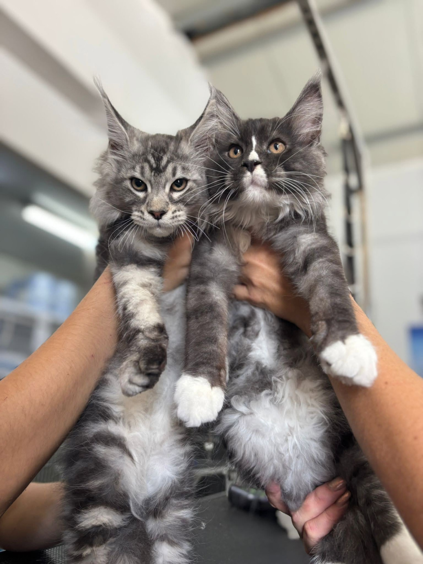 Two fluffy Maine Coon kittens held after grooming