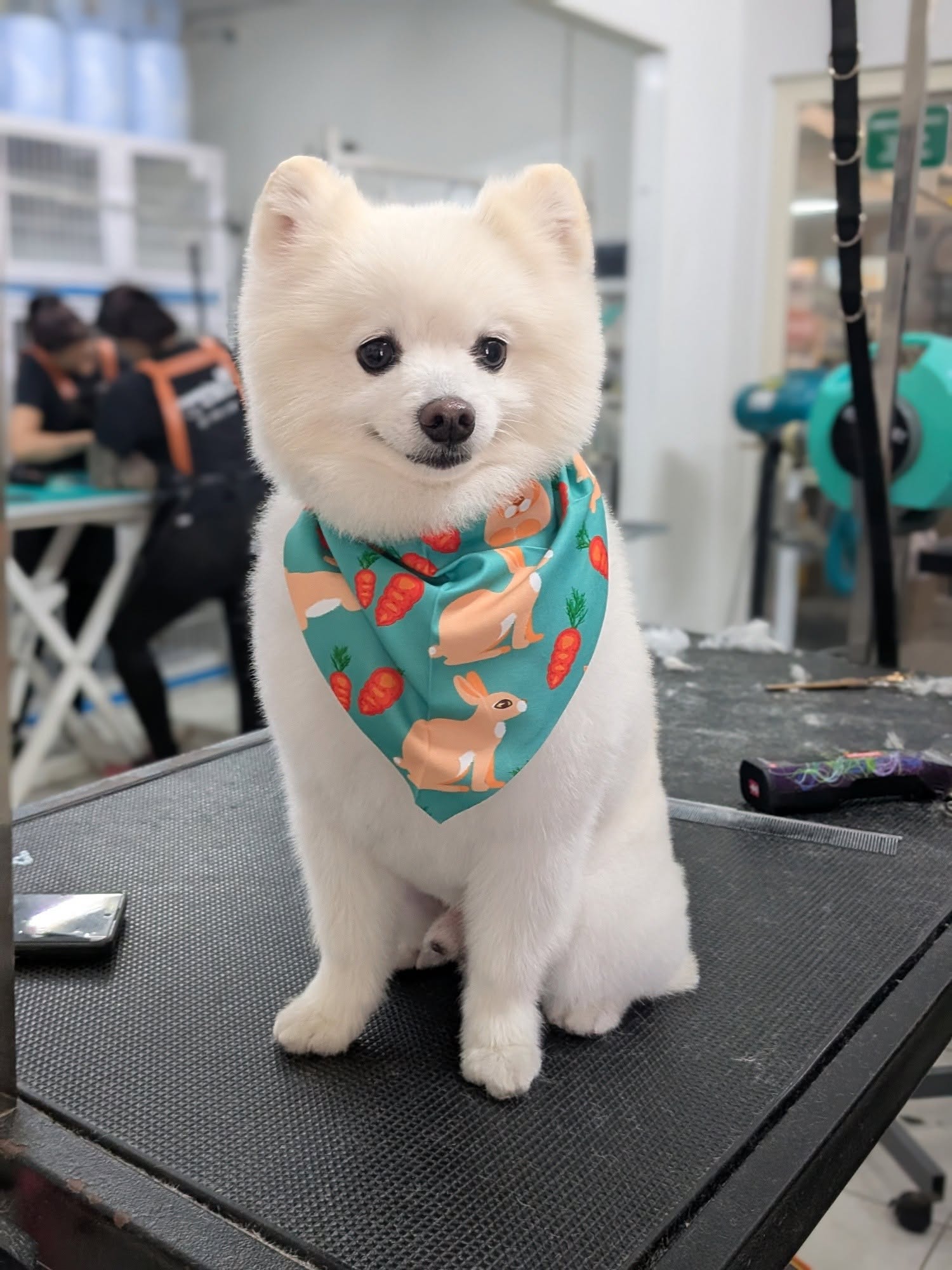 White Pomeranian wearing a bunny-print bandana on the grooming table