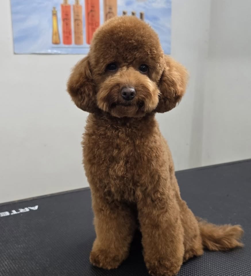 Brown toy poodle with a rounded teddy-bear haircut