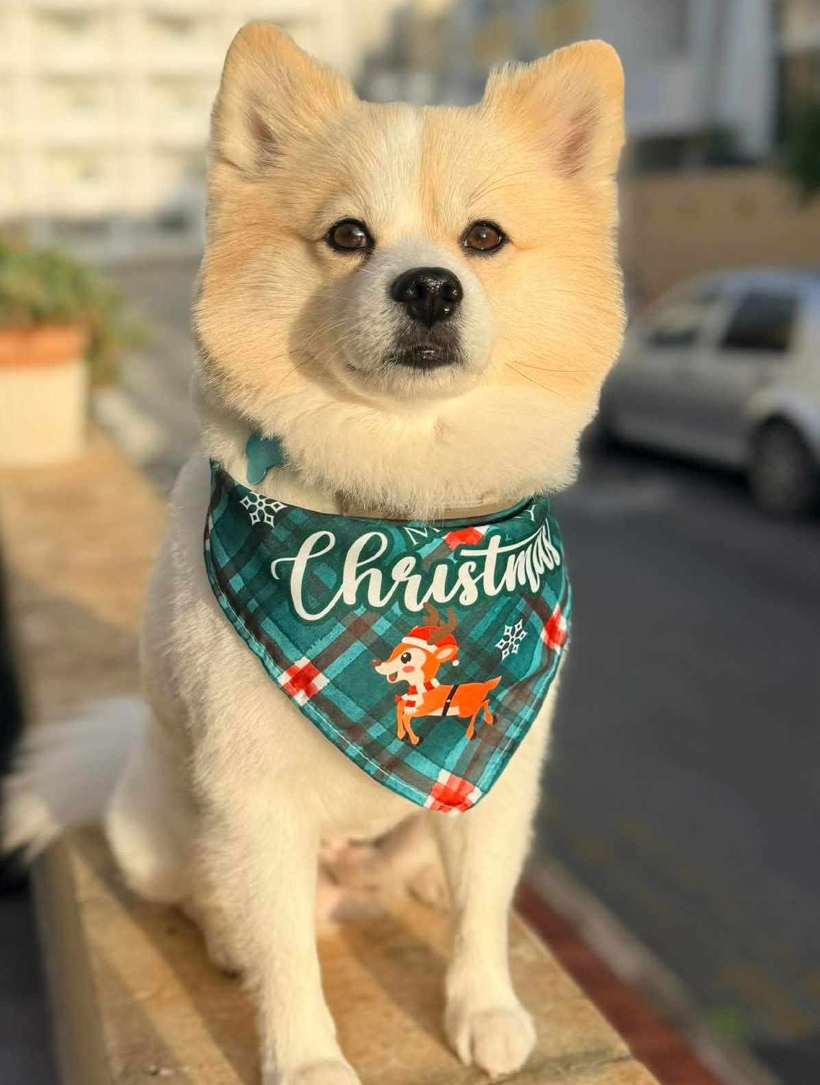 Cream Pomeranian in a festive Christmas bandana outdoors
