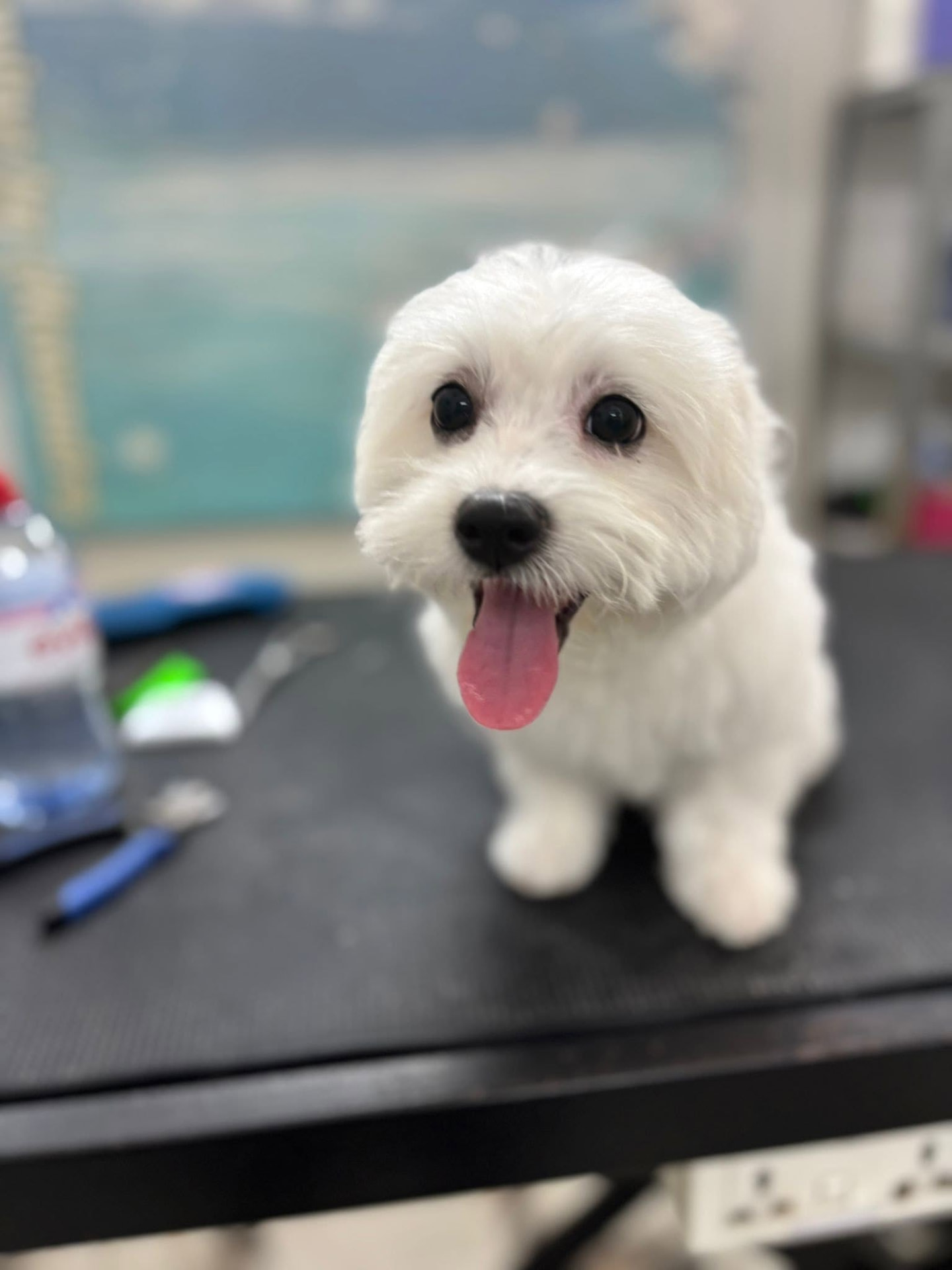 Happy white Maltese puppy after a bath and blow-dry