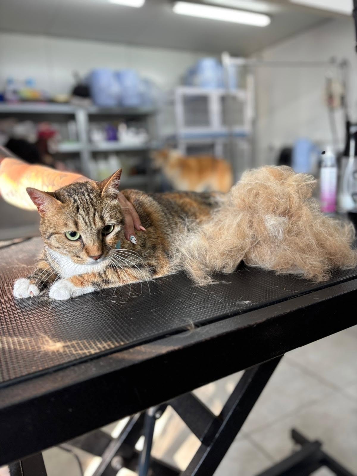 Tabby cat relaxing beside her de-shedding results