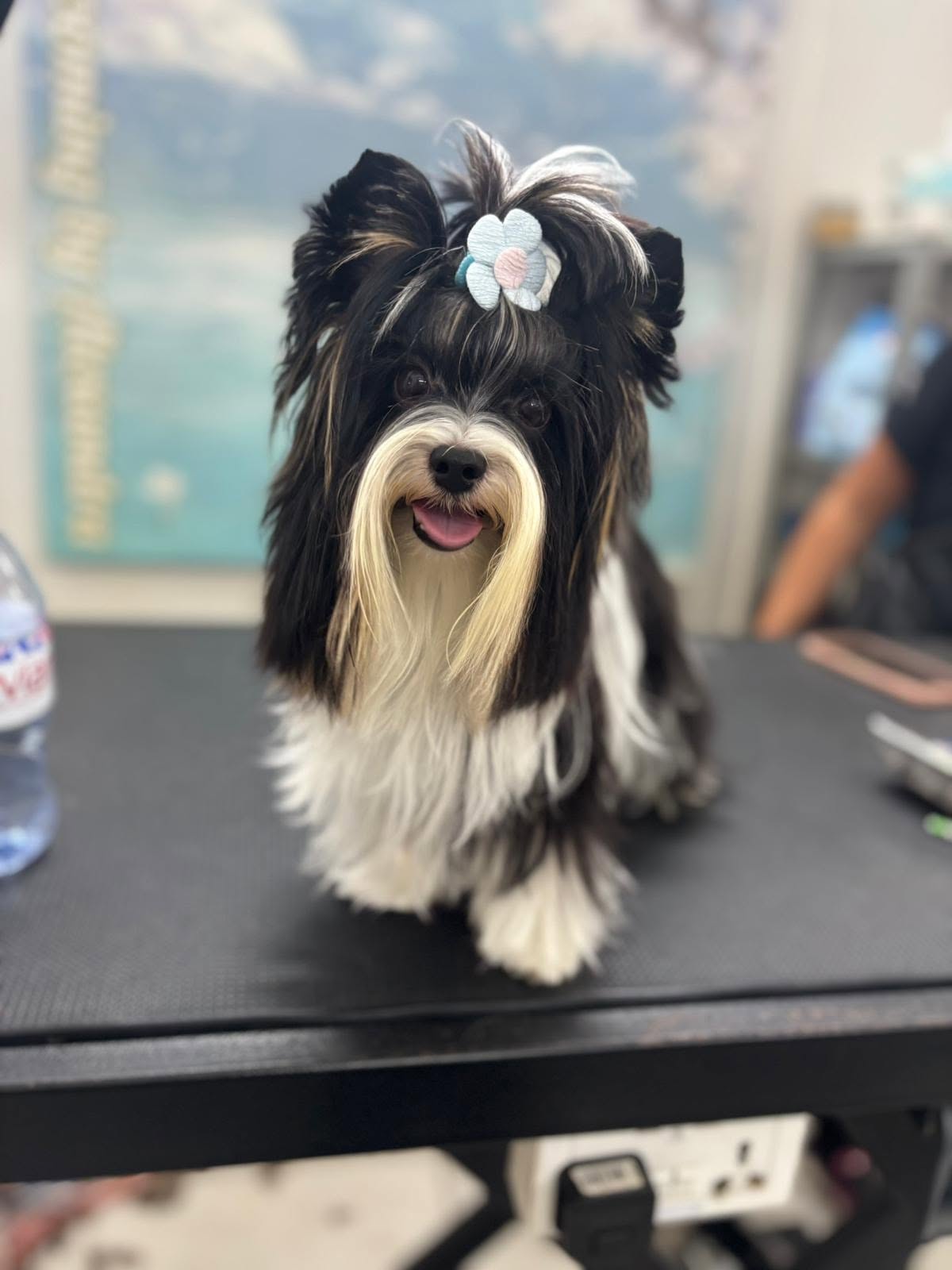 Biewer Yorkshire Terrier with a flower hair clip